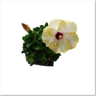 Yellow and white hibiscus flower Posters and Art